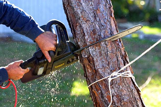 How Our Tree Care Process Works  in  Los Osos, CA
